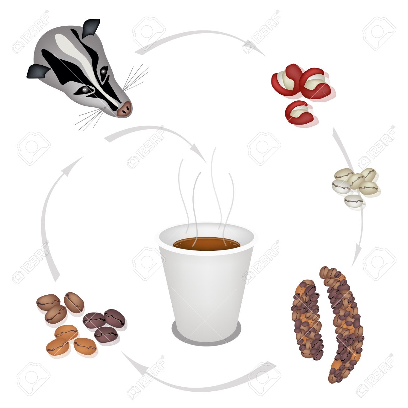 21501935-A-Cup-of-Takeaway-Kopi-Luwak-Coffee-with-Processing-of-Civet-Coffee-from-Coffee-Cherries-into-Hot-Co-Stock-Vector