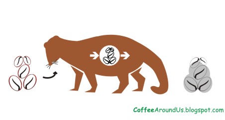 kopi luwak process