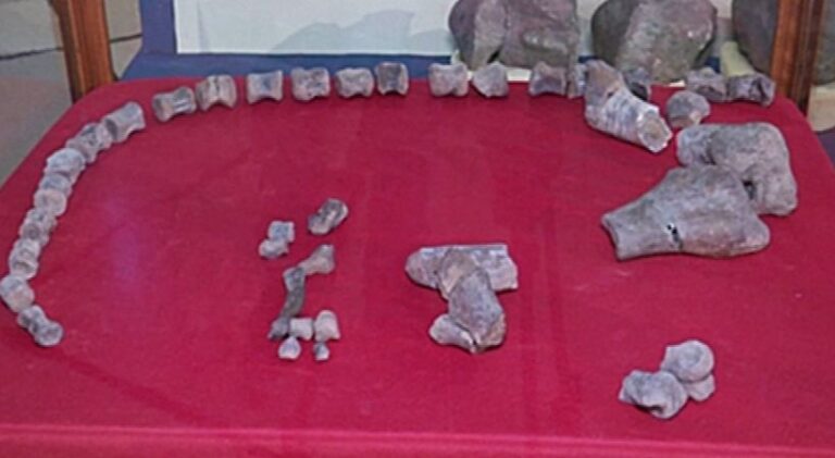 Zbulohet fosili i një dinosauri që ka jetuar 70 mln vjet më parë
