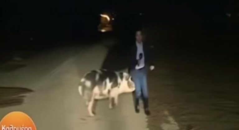 “Mirëmëngjes Greq…”!Po raportonte live, gazetarit i vërsulet derri