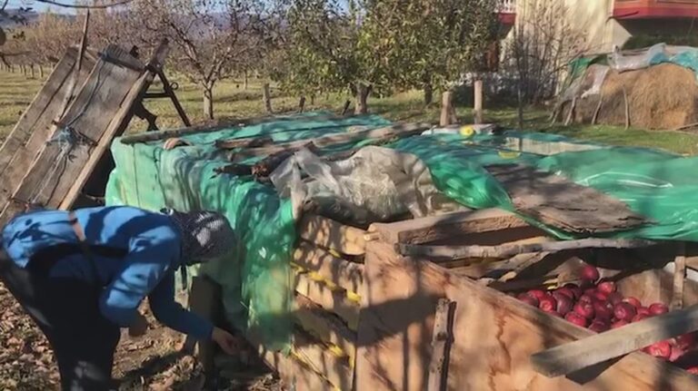 Mollët mbeten stok në Korçë, fermerët në vështirësi financiare