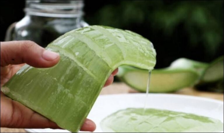 Aloe Vera – Si ta përdorni për të ulur kolesterolin dhe yndyrnat në gjak