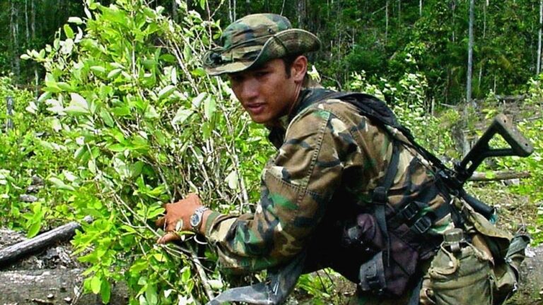 Kolumbia thyen rekordin, asgjëson 100 mijë ha plantacione me kokainë