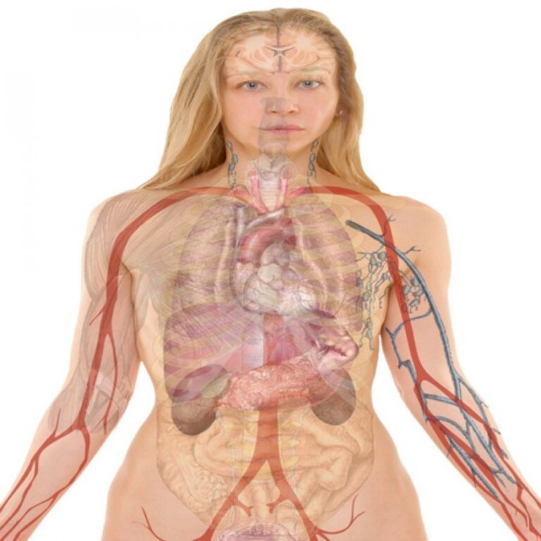 Nervi Vagus, nervi endacak që na prek çdo organ të trupit