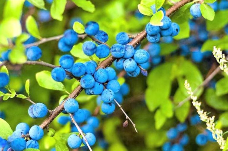 Ky është fruti që bënë mrekulli në shëndetin tonë