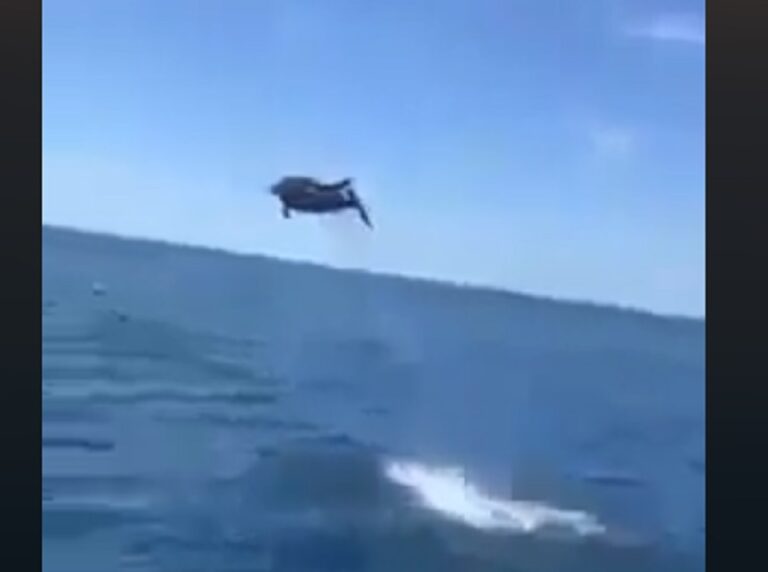 Delfini dhuron spektakël në afërsi të ishullit të Sazanit (Video)