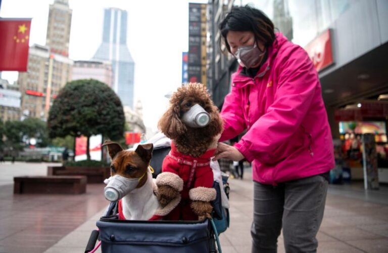 Edhe qeni me koronavirus, shënohet rasti i parë në Hong Kong