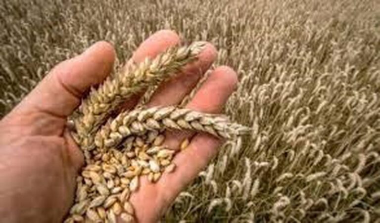 Coronavirusi, FAO paralajmëron: Jemi përballë krizës globale të ushqimeve, çmimi i grurit po rritet