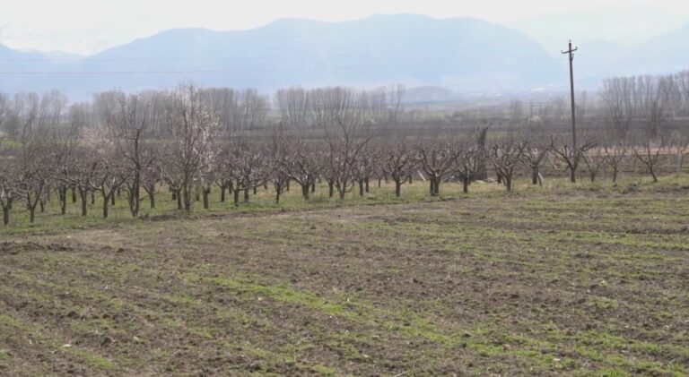 Koronavirusi godet bujqësinë, fermerët në Korçë mbyllen në shtëpi