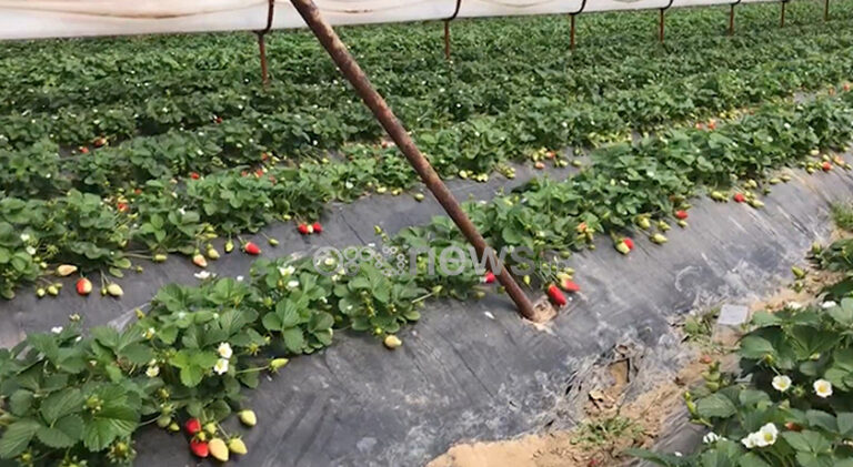 Covid-19 “prek” fermerët, 30 ton luleshtrydhe shkojnë dëm vetëm në Fier