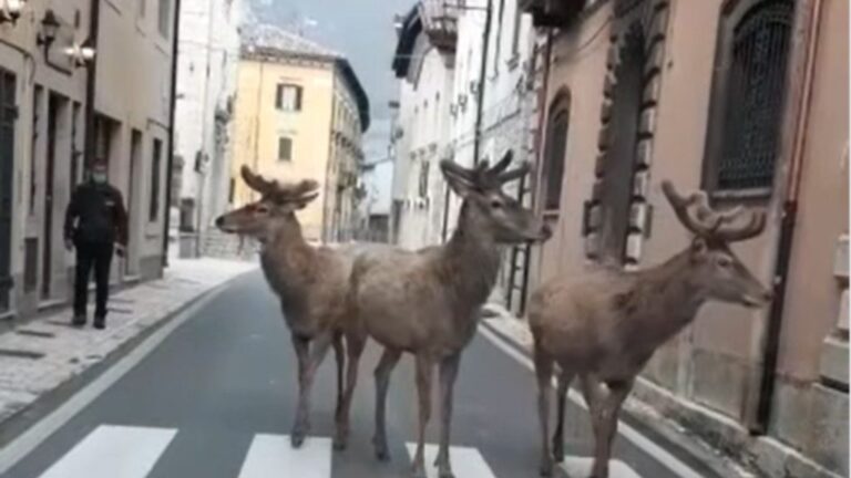 Drerët marrin kontrollin e qytetit (VIDEO)