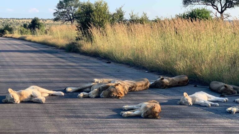 Afrika në karantinë, luanët qëndrojnë në rrugë