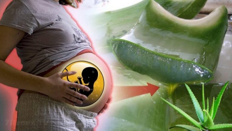 Aloe vera, kura më e mirë për të lehtësuar shtatzëninë