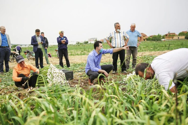 Basha në Divjakë: Ramavirusi po godet dhe rrënon fermerët
