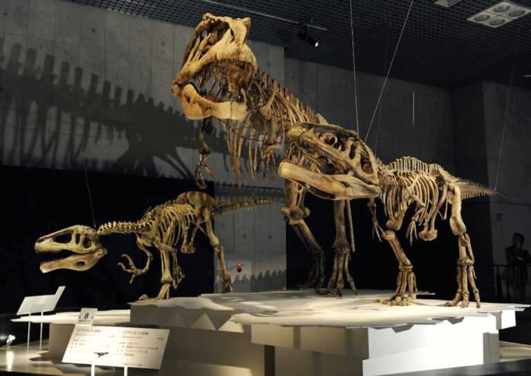 Zbulohen fosilet e “Megaraptor”, dinozaurit grabitqar