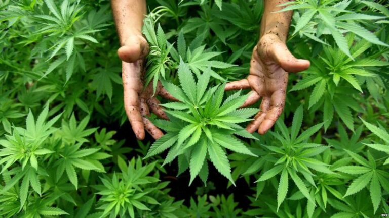 Shqipëria përgatitet të legalizojë kanabisin, Maqedonia e Veriut që e bëri 4 vite më parë është penduar