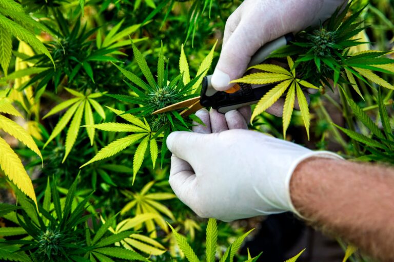 Ekspertët amerikanë: Legalizimi i prodhimit të marijuanës medicinale nuk ndal krimin