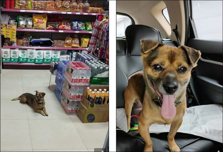 Prekëse, qeni besnik pret prej tre muajsh në hollin e spitalit pronarin që vdiq nga Covid-19