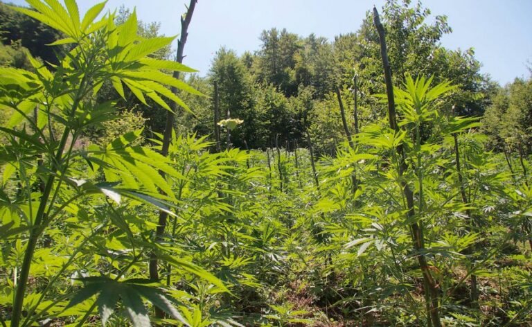 Kultivoi kanabis, shpallet në kërkim i riu! Në pranga kryeplaku i fshatit në Poliçan dhe një person tjetër