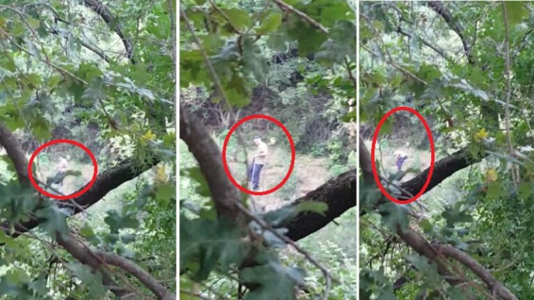 I ka ”shpëtuar” policisë, ja si vaditet parcela me kanabis (VIDEO)