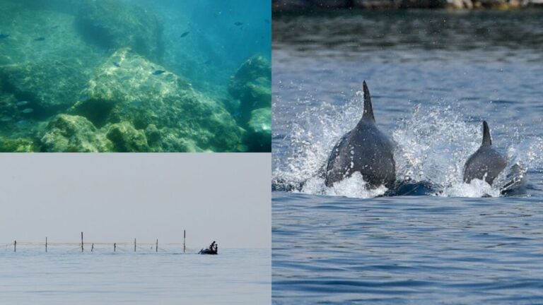 Delfinët në kanalin e Korfuzit, zhytësit eksplorojnë botën nënujore (FOTO)