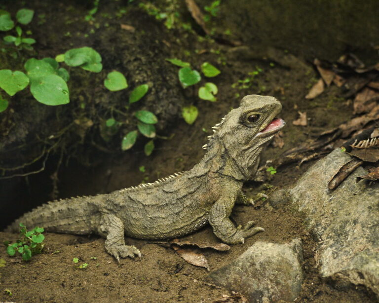 Shkencëtarët zbulojnë gjallesën e pazakontë, paraardhësit e së cilës kanë përshkruar botën me dinosaurët