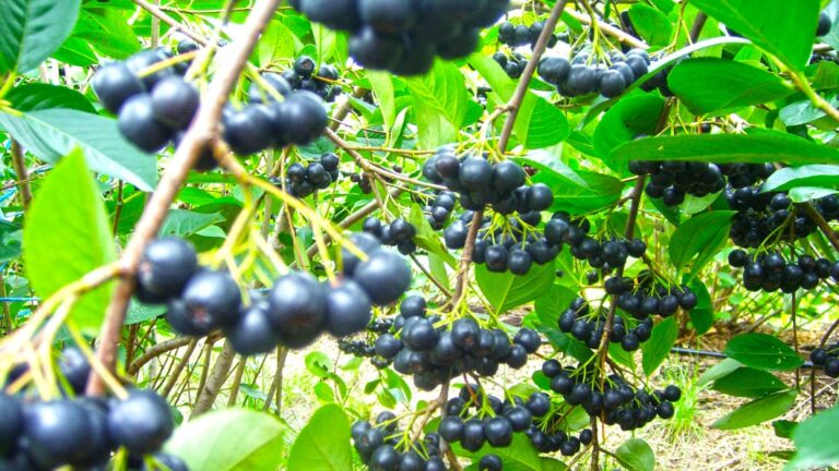 Aronia – Fruti antioksidant Nr 1 në botë