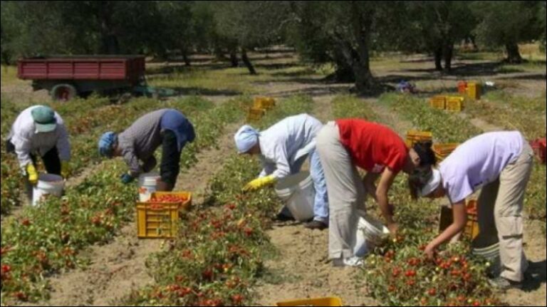 Itali, shqiptarët me numrin më të madh të kërkesave për punësim në bujqësi e blegtori