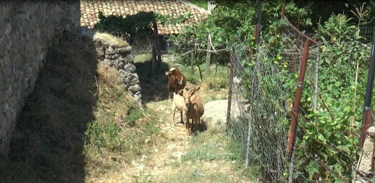 Kulla 200 vjeçare në Vlorë tashmë i përket bagëtive