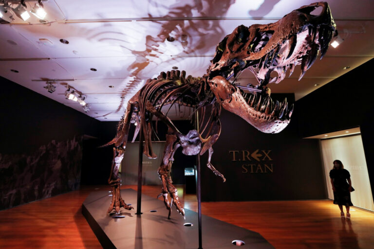 Britani, del në shitje skeleti i një tiranosauri 67 milion vjeçar