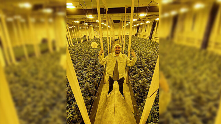 Brenda laboratorit të marihuanës Gjiko habit ndjekësit