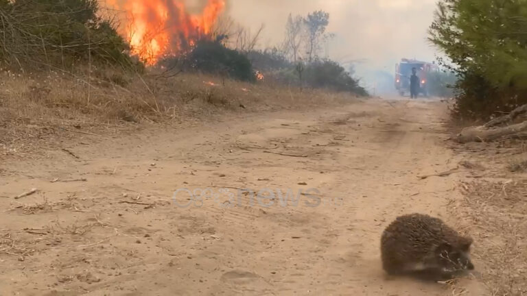 SHIKONI VIDEON/ Momenti kur Iriqi vrapon t’i shpëtojë flakëve në pyllin e Hidrovorit në Vlorë
