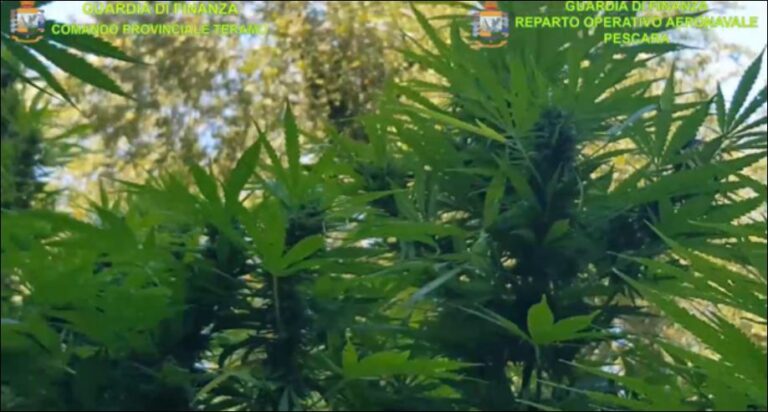 Gati për t’u korrur, shqiptari kapet mat në plantacionin me kanabis në Itali