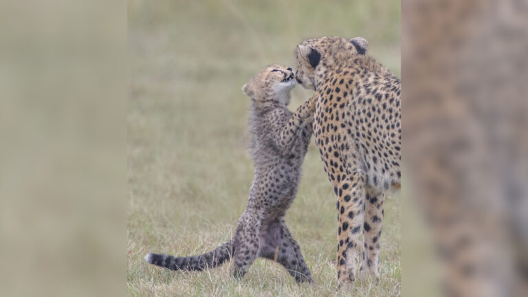 Momenti i ëmbël kur këlyshi leopard mundohet aq shumë vetëm për t’i dhuruar një puthje mamasë së tij