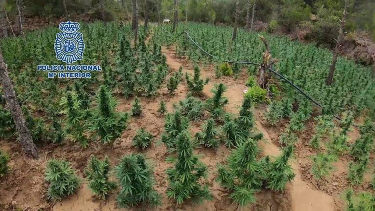 Investigimi – Trafikantët shqiptarë të drogës i kanë kthyer Para-Pirenejtë në male të marijuanës. Si u krijua “Lazarati” në Spanjë