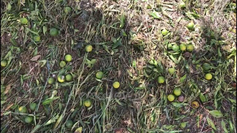 Konispol, këtë vit pa mandarina