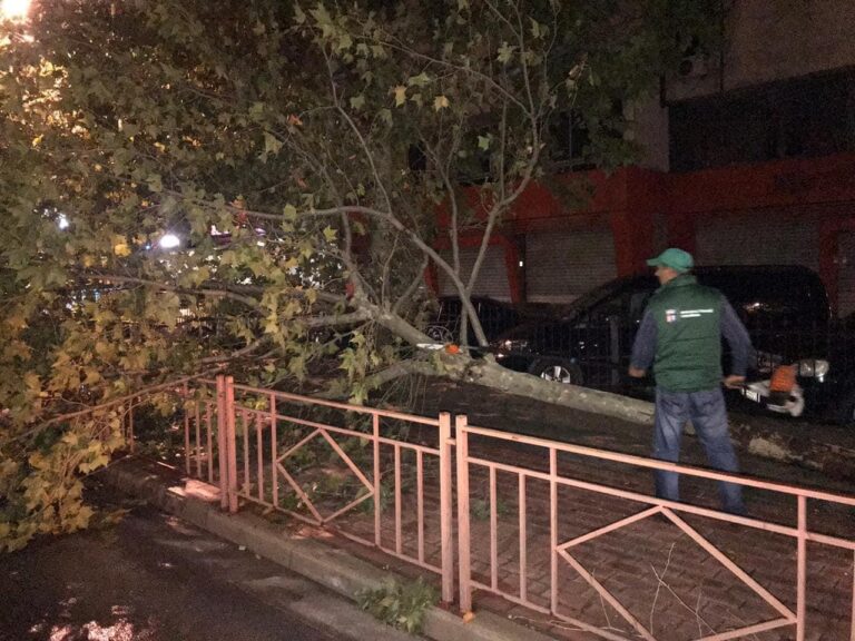 Stuhi shiu dhe erë në Tiranë, rrëzohen pemët, ndërhyhet gjatë natës (Foto)