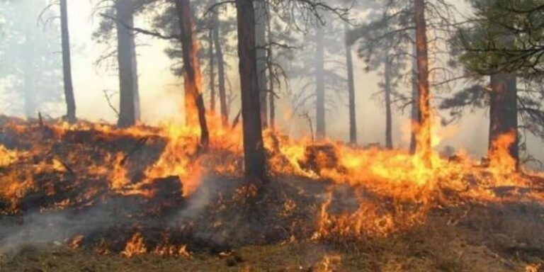 Zjarr në Fushë-Krujë e Thumanë, flakët rrezikojnë banesat