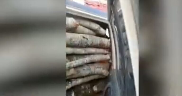 “Vithkuqi”, 4 në pranga për prerje të pyjeve, sekuestrohen drutë dhe mjetet që i transportonin