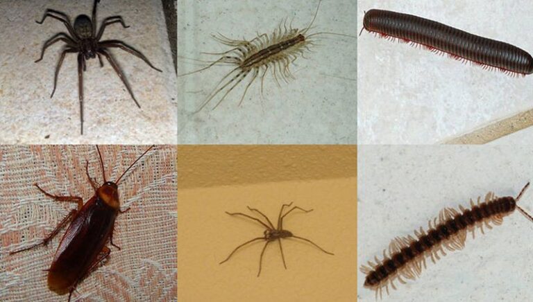 Mënyrat për të larguar insektet nga shtëpia pa përdorur kimikate