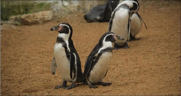25 % e fëmijëve britanikë mendojnë se pinguinët dhe tigrat jetojnë në fermë