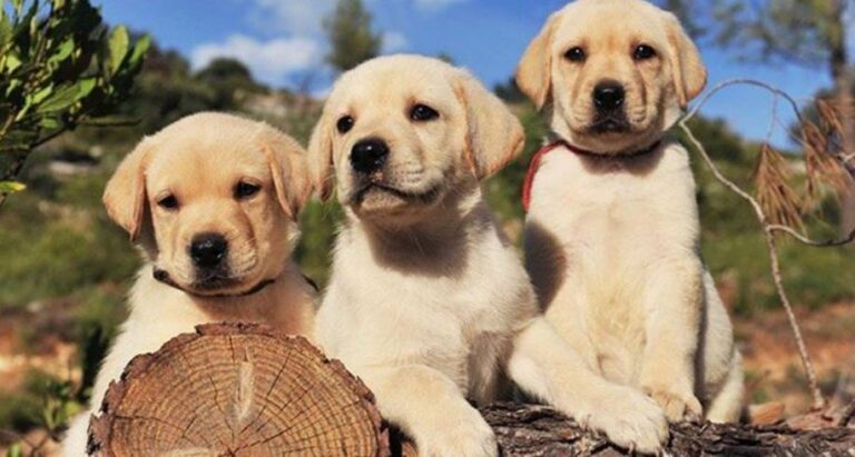 Si duket bota përmes syve të kafshëve të ndryshme