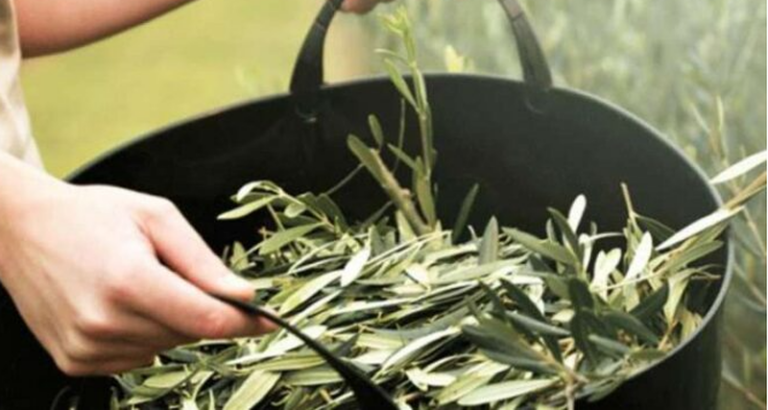 Merrni 100-150 gjethe të kësaj bime që gjendet lehtësisht në Shqipëri dhe thuajini lamtumirë hipertensionit, alzhaimerit dhe diabetit