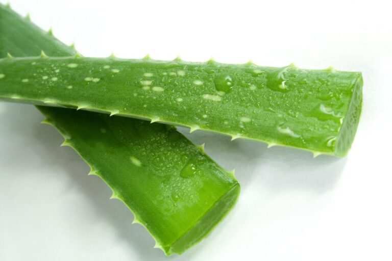 Aloe vera kultivohet në Shqipëri, eksportohet edhe në BE