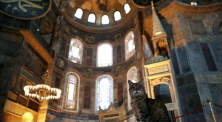Macja legjendare e xhamisë së Shën Sofisë nuk është më