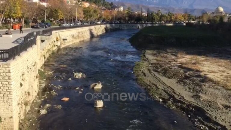 Ujë i zi e bagëti të ngordhura, pamje të frikshme nga lumi Osum në Berat