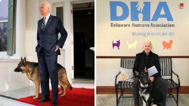 Qentë e Joe Biden me llogari në Twitter dhe Instagram
