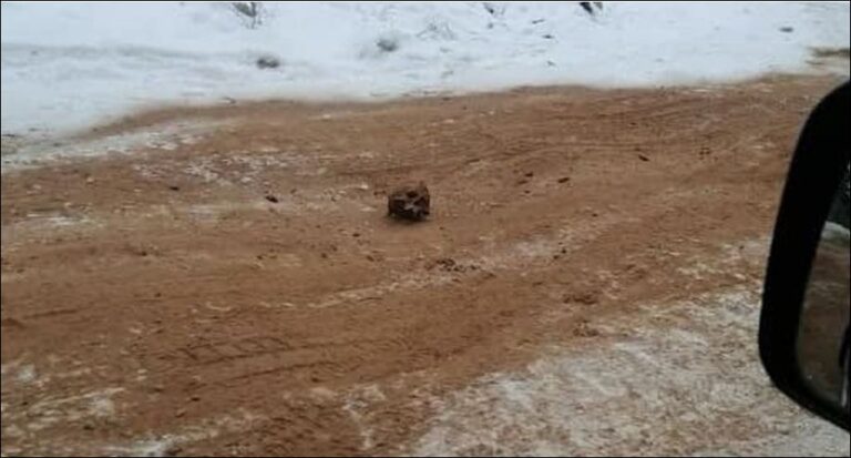 Zbulohet “rruga e kockave” në Siberi