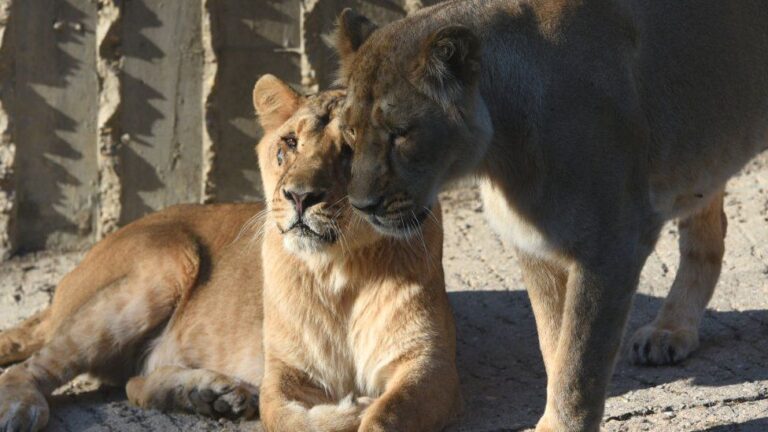 Katër luanë në kopshtin zoologjik dalin me Covid-19