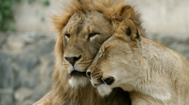Covid, 4 luanë pozitivë në kopshtin zoologjik të Barcelonës